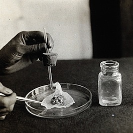 Primera vacuna el laboratorio