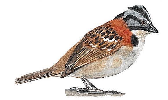 Primer Salón de Artistas Nacionales