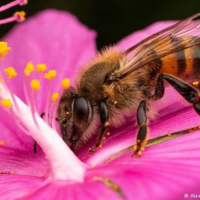 Timeline: Antecedentes de la apicultura