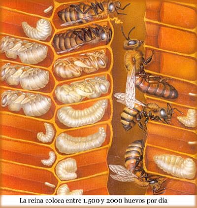 Madre de todas las abejas