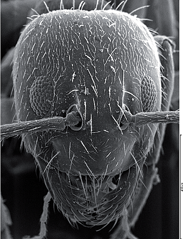Microscopio electrónico
