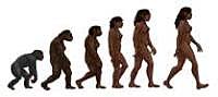 evolucion humana