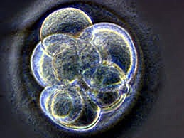 SECUENCIA GENOMA DE LA BACTERIA HAEMOPHILUS INFLUENZAE