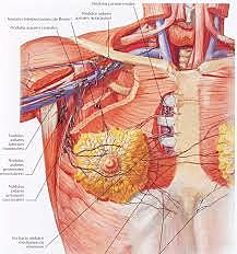 Mastectomías Radicales