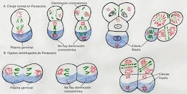 Las células sexuales