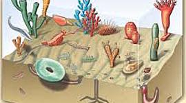 Timeline: LE ERE GEOLOGICHE