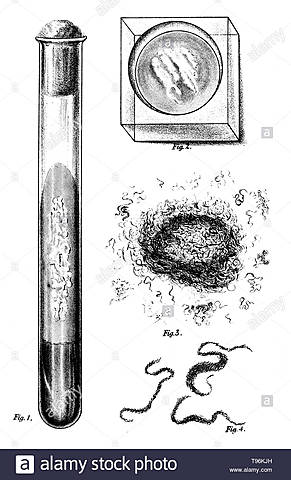 Los cultivos puros de Koch