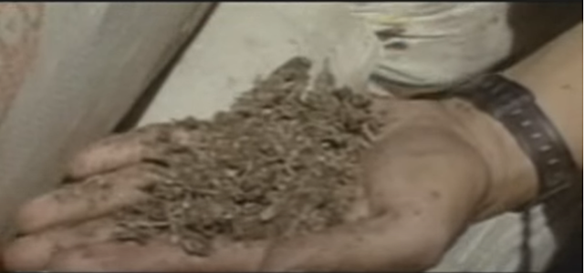 Bonanza marimbera llega a su fin