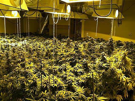 Se comienza a sembrar marihuana en Estados Unidos