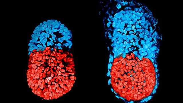 Embriones artificiales
