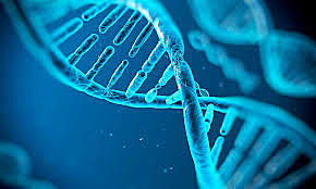 Predicciones geneticas