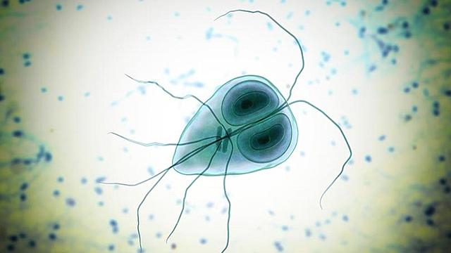 DESCUBRIMIENTO DE LAS BACTERIAS