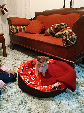 Llegó Caramelo a mi vida