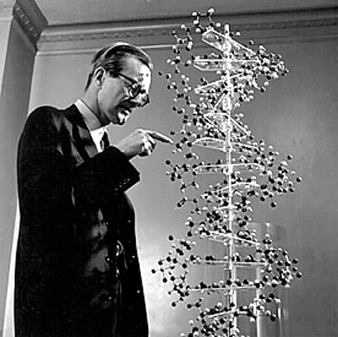 ESTRUCTURA DE DOBLE HELICE DEL ADN