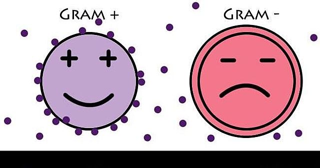 MÉTODO DE IDENTIFICACIÓN DE BACTERIAS