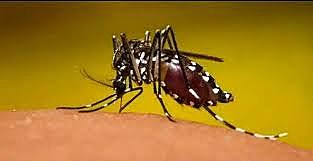 TRANSMISION DE LA FIEBRE AMARILLA