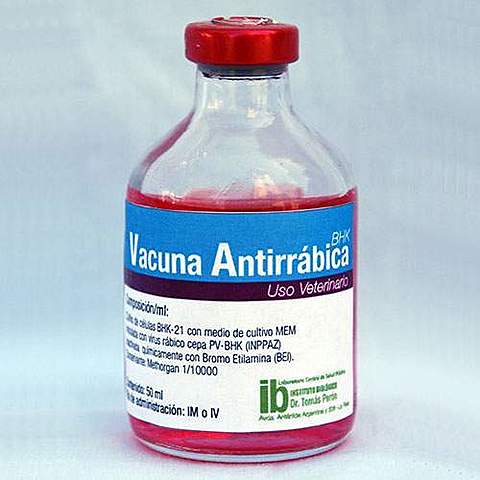 SE CREA VACUNA CONTRA LA RABIA