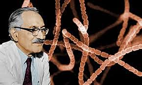 DESCUBREN LA ESTREPTOMICINA