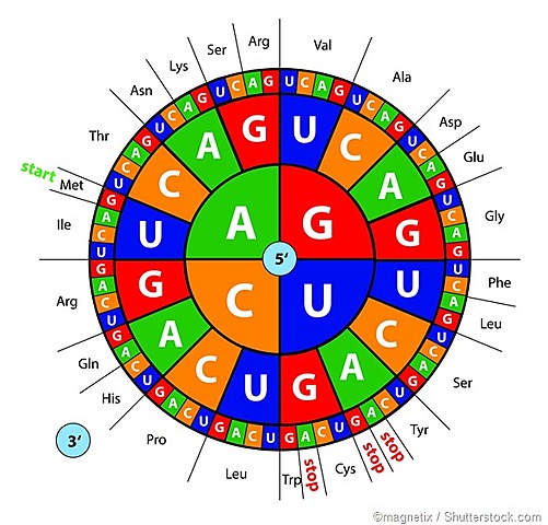 DESCUBREN EL CODON UUA