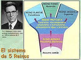 CLASIFICACIÓN TAXONÓMICA