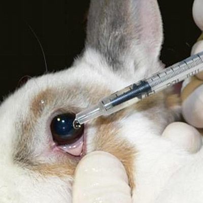 Timeline: EXPERIMENTACIÓN EN ANIMALES