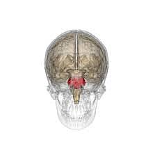 El puente de Varolio