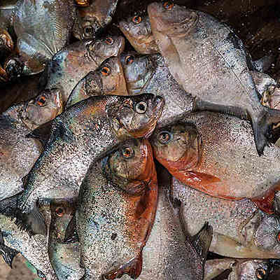 Timeline: Enfermedad Minamata