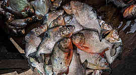 Timeline: Enfermedad Minamata