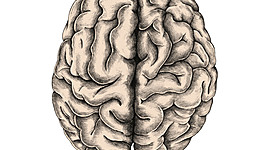 Timeline: ¿De dónde viene y para dónde va el cerebro?