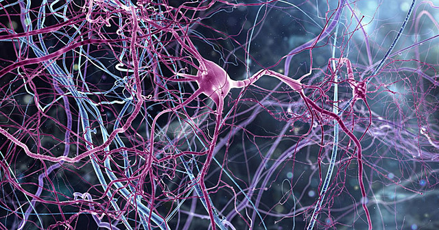 Surgimiento de la primera agrupación neuronal