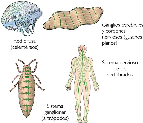 Surgimiento de la red nerviosa