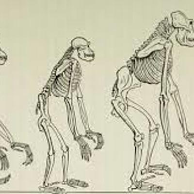Timeline: Antropología en la historia