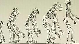 Timeline: Antropología en la historia