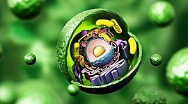 Timeline: Aportes a la teoría celular