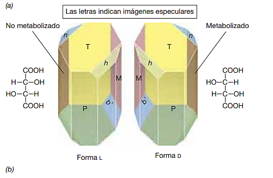 Importancia de isómeros ópticos - Louis Pasteur - Francia