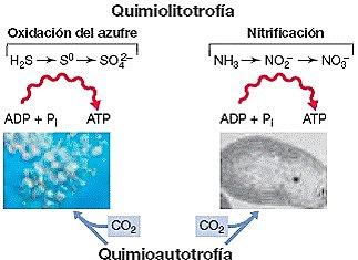 Concepto de quimiolitotrofia - Sergei Winogradsky - Suiza