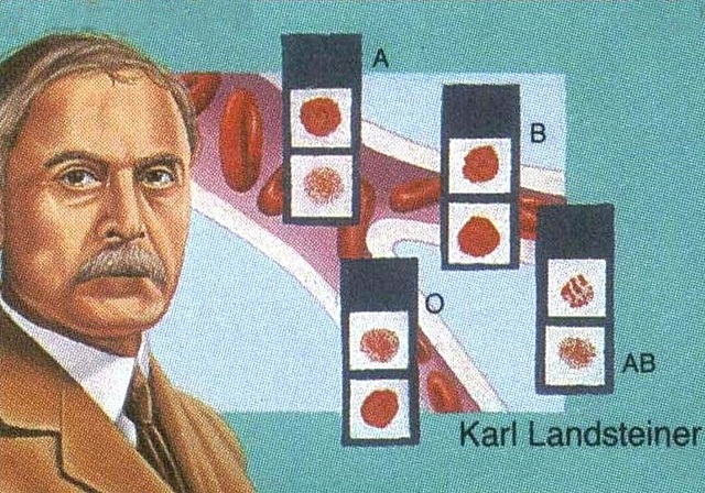 Grupos sanguíneos humanos - Karl Landsteiner - Austria
