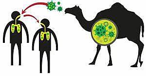 Síndrome de oriente medio desde 2012_2015