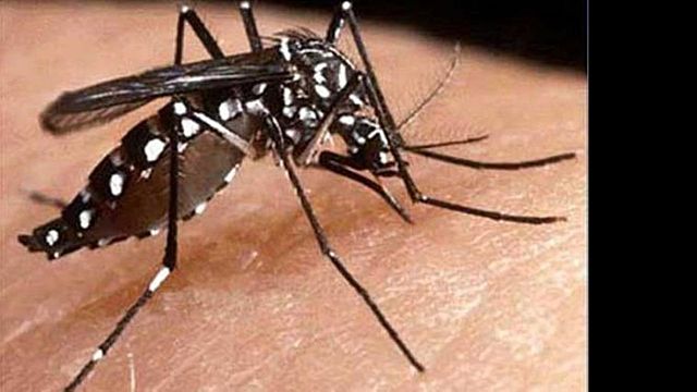 Dengue en tucuman