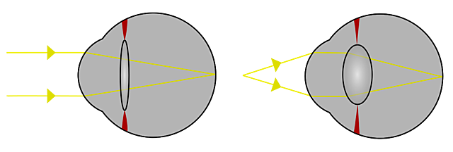 Afirmacion sobre la acomodación de RENE DESCARTES