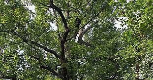 Comienzos de la fotosintesis