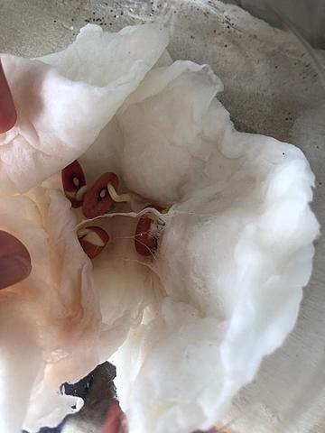 Decicion de proyecto