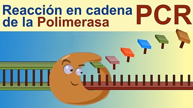 Cadena de la polimerasa (1990)