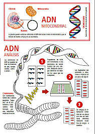 IDENTIFICACIÓN DE INDIVIDUOS (1985)