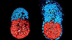 embriones artificales