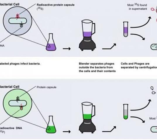 Alfred Hershey y Martha Chase
