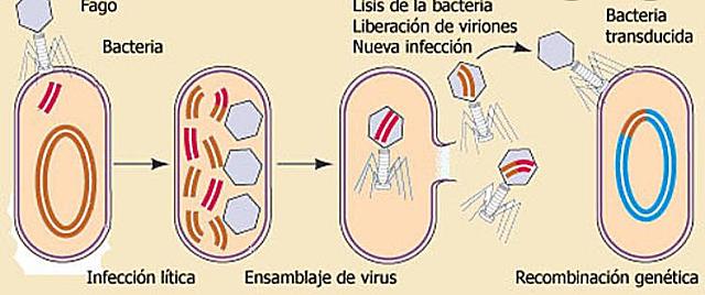 Norton Zinder y Joshua Lederberg