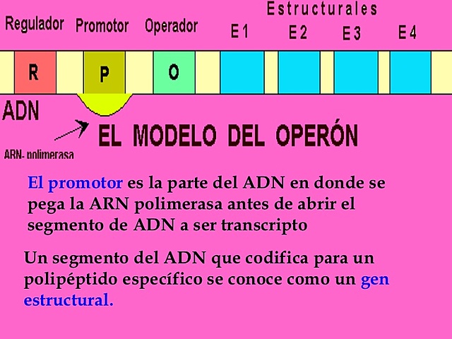 Francois Jacob y Jacques Monod
