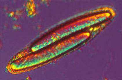 Clements y Bullivant