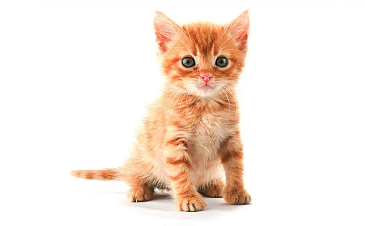 El día que trajeron a mi mascota